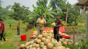 ফটিকছড়িতে রোকন-মামুনের বিদেশি ফল সাম্মামের চাষ, কৃষিতে নতুন সম্ভাবনা