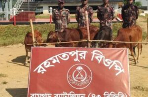 ফটিকছড়ি সীমান্তে ২ লাখ ৩৫ হাজার টাকার ভারতীয় গরু আটক