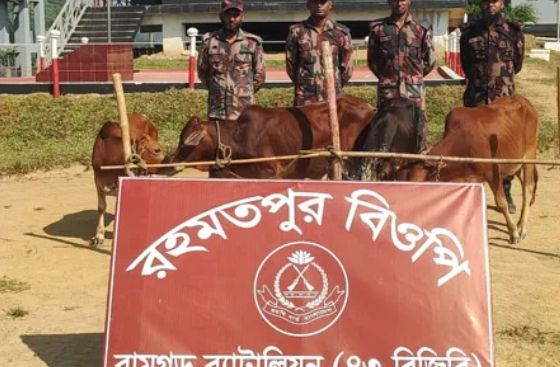 ফটিকছড়ি সীমান্তে ২ লাখ ৩৫ হাজার টাকার ভারতীয় গরু আটক